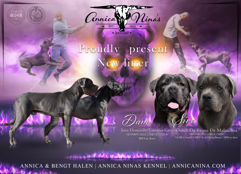 Cane corso best sale champion 2018